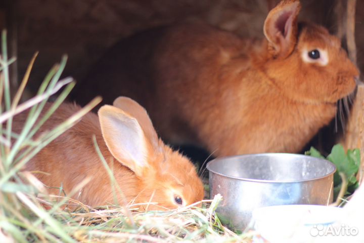 Кролики нзк новозеландские красные