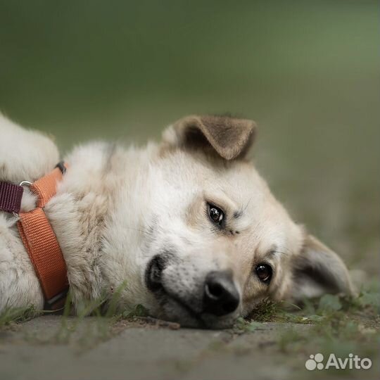 Собака-улыбка в добрые руки