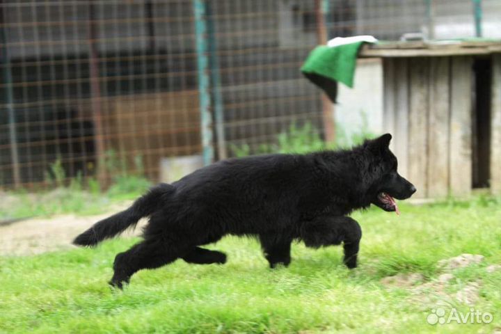 Ищем хозяина