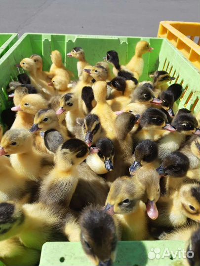 Гусята.утята.бройлер