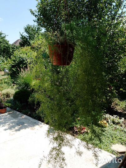 Аспарагус Мейера