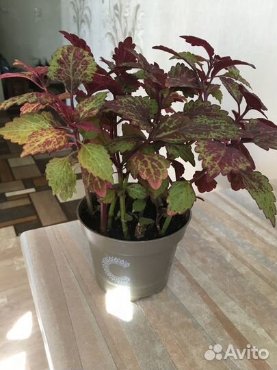 Колеусы вегетативные