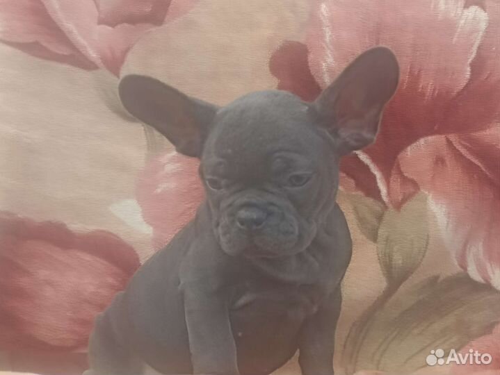 Изабелла генная девочка