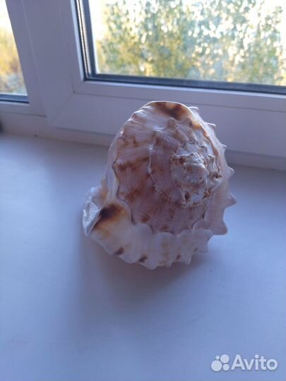 Морские ракушки раковины