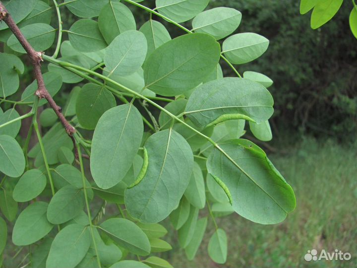 Робиния (Акация) Белая, семена