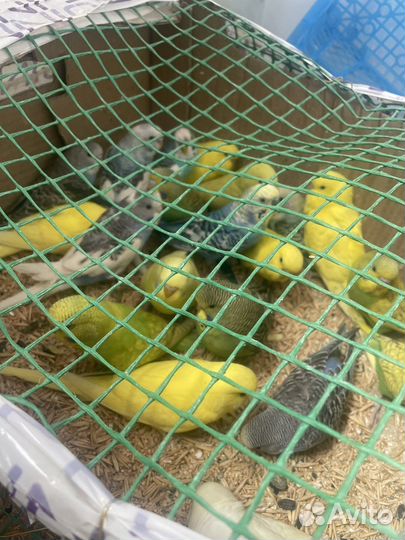 Попугаи для разговора