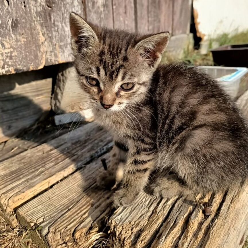 Котяткам очень нужен дом