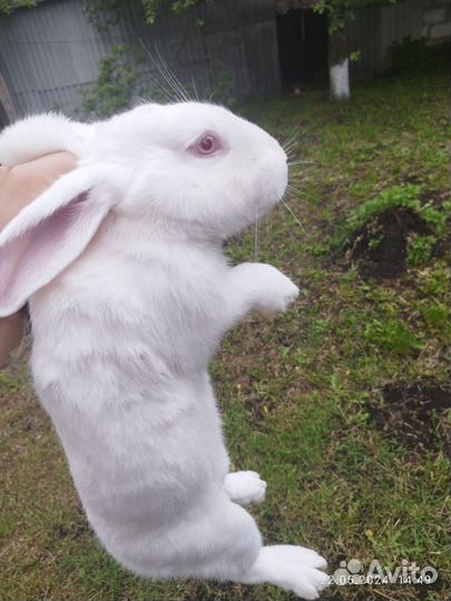 Мясо кролика