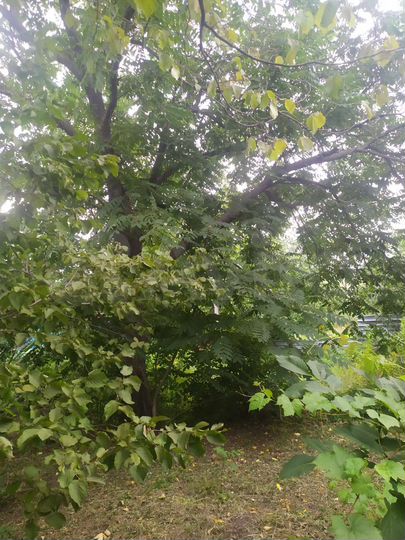 Участок 55 сот. (ИЖС)