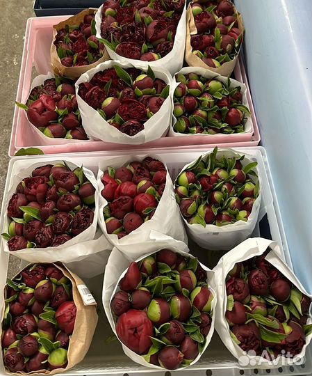 Пионы - букет пионов