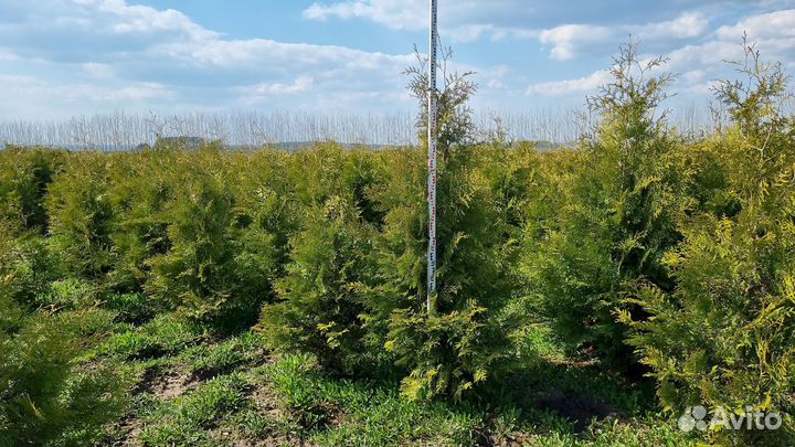 Туя смарагд, брабант, колумна, оптом