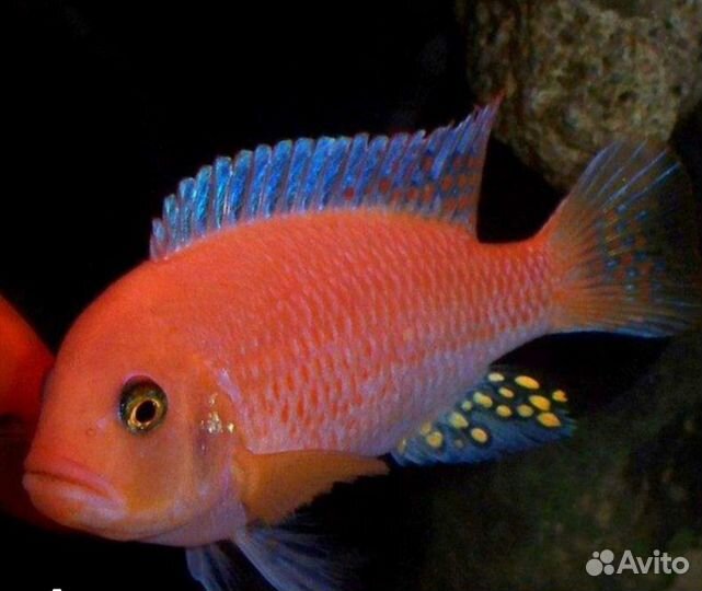 Взрослые цихлиды малави