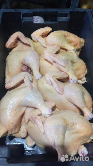 Куры бройлеры тушки мясо