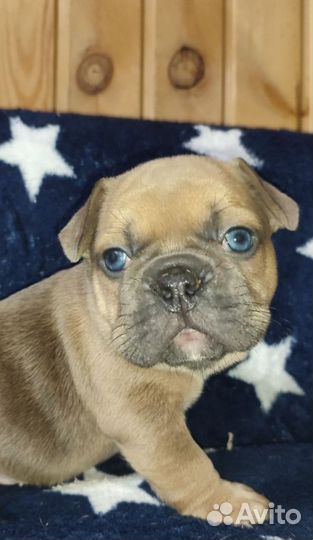 Французский бульдог щенки