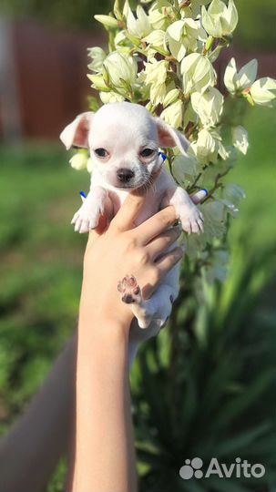Щенки чихуахуа