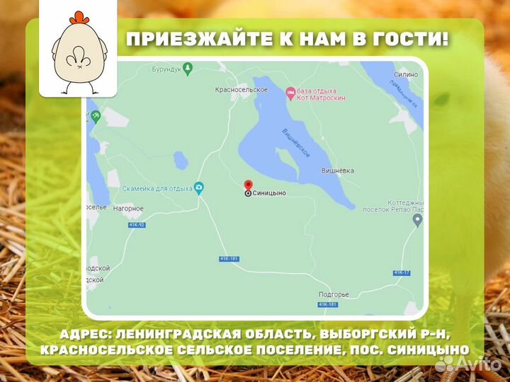 Куриная печень