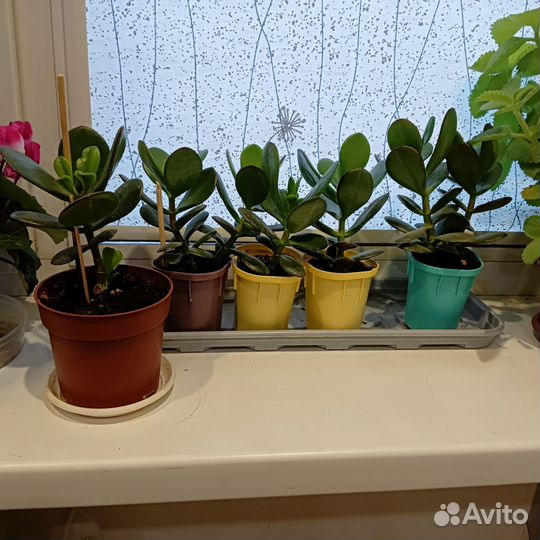 Толстянка детки