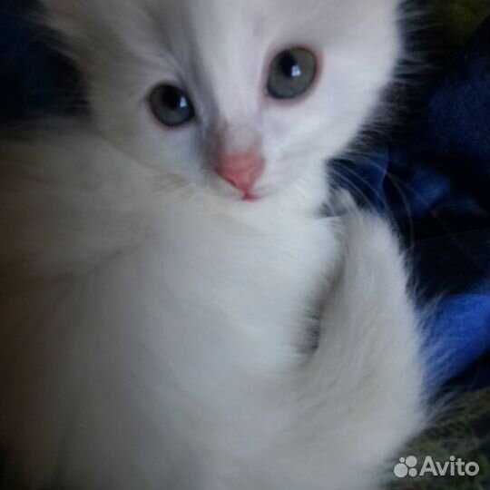 Котята в добрые руки, 1,5 месяца, пушистые, белые