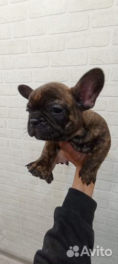 Французики