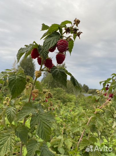 Ремонтантная Малина Разных Сортов С Доставкой