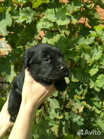 Щенки лабрадора черные