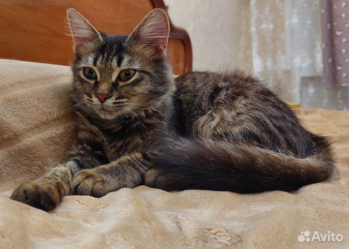 Кошка