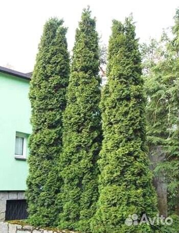 Туя западная