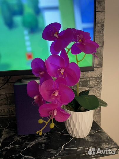 Орхидея фаленопсис