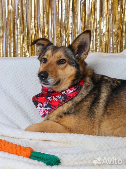 Ася ищет семью