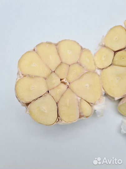 Чеснок яровой