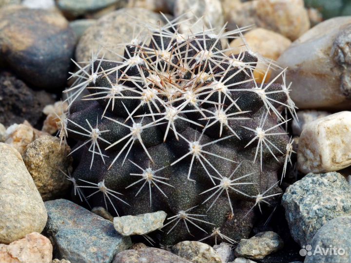 Кактусы смесь семян 10 штук разных сортов