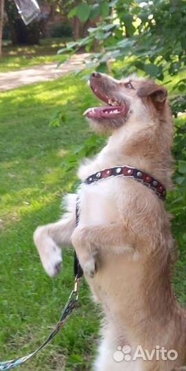 Помесь терьера