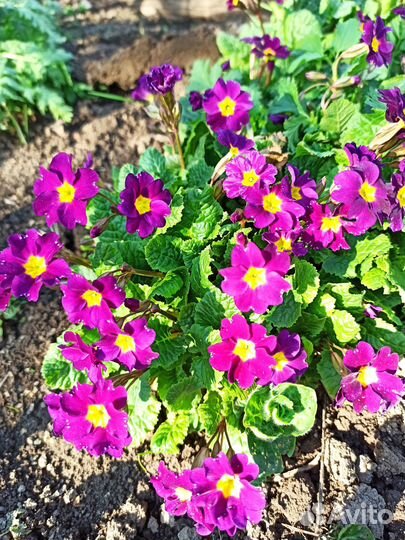 Садовые цветы, многолетники