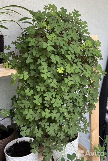 Оксалис (кислица)