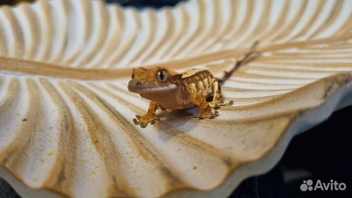 Реснитчатый геккон бананоед