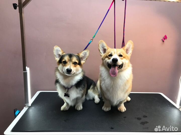 Стрижка собак и кошек Кудепста