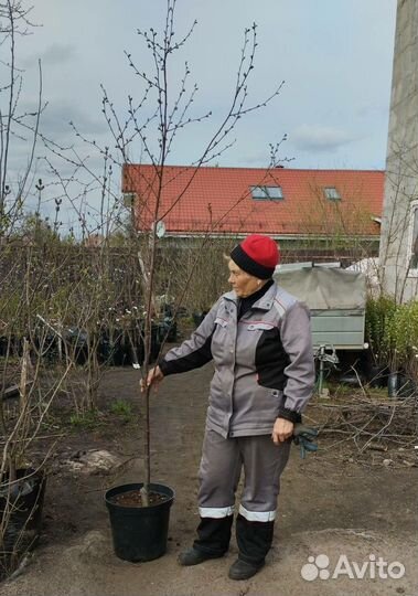 Саженцы крупномеры