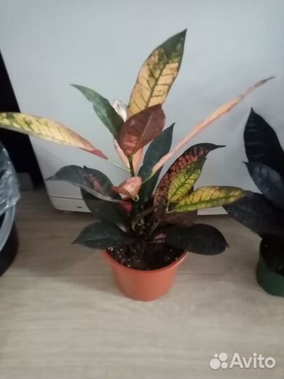 Кротон(Кодиеум )миссис айстон