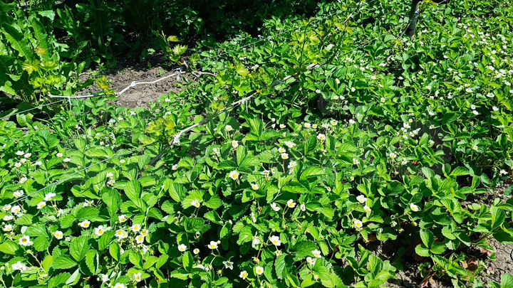 Дом 48 м² на участке 16,4 сот.