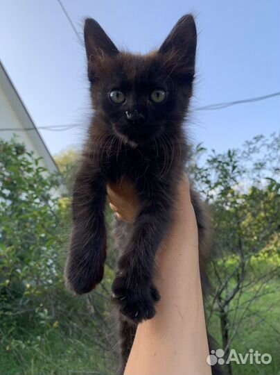 Котенок шоколадка