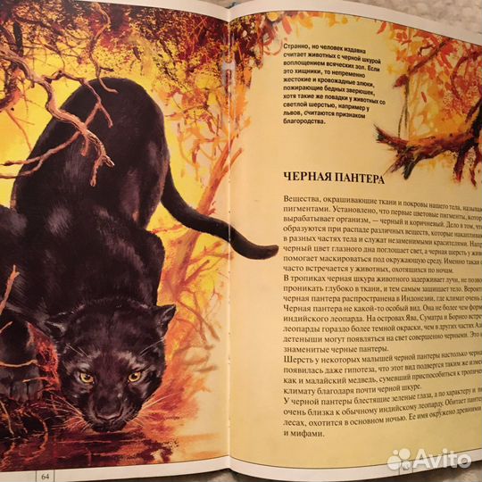 Животный мир азии