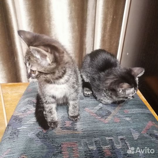 Котята в добрые руки бесплатно