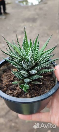 Кактусы и суккуленты