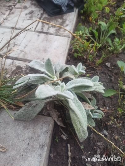 Овечьи ушки растение