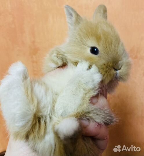 Декоративные крольчата