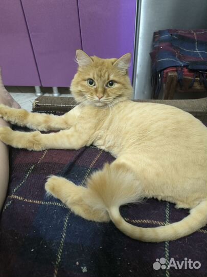 Отдам в добрые руки