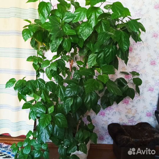 Гибискус китайская роза