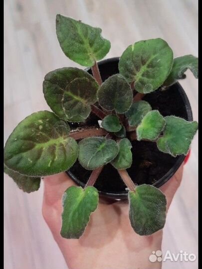 Молодые розетки фиалки Крем де ла Крем Черри