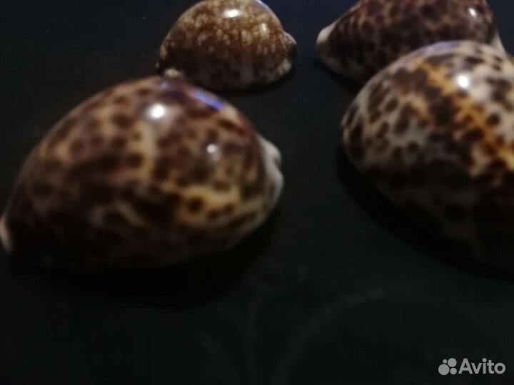 Ракушка для интерьера