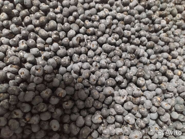 Семена пальмы веерной